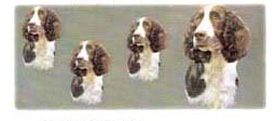 Dog Wrap - Springer Spaniel