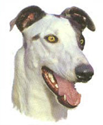 Dogs - White Greyhound