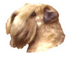 Dogs - Wheaton Terrier