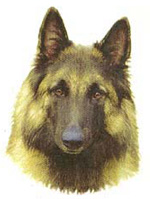 Dogs - Belgian Shepherd Terrier