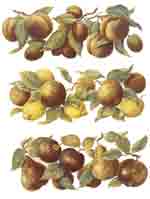 Golden Fruits - lemons, pears, apples, oranges, plums