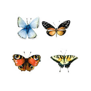 Butterfly Butterflies
