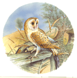 Birds - Owl
