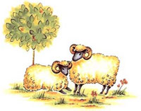 Farm Animals - Sheep