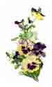 Pansy Pansies Delight