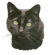 Cats - Black Cat