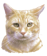 Cats - Cream Orange Tabby