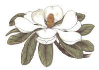 Magnolia Flower Sheet