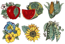 Corn, Sunflower, Watermelon, Peas, Apple, Pansies