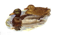 Duck Pond MALLARDS