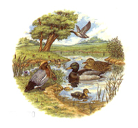Duck Pond MALLARDS