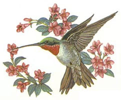 Birds - Hummingbird