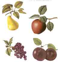 Fruit, Pear, Apple, Grapes, Plum