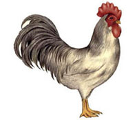 Rooster - White