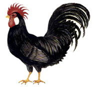 Rooster - Black