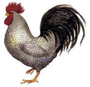 Rooster - Gray