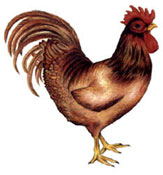 Rooster - Brown