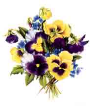 Pansy Pansies -  Purple and Yellow Flowers