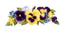 Pansy Pansies -  Purple and Yellow Flowers