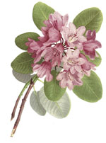 Orbiculare Purple-Pink Flower