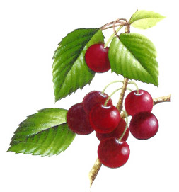 Cherry Cherries