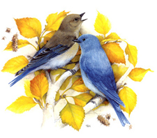 Birds - Pair of Bluebirds