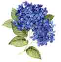 Hydrangea - Blue