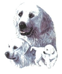 Dogs - Great Pyrenees