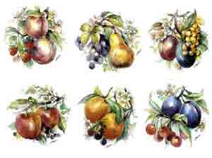Fruit - Evesham Cluster - Pear, Plums, Cherries, Peaches, Apples