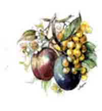 Fruit - Evesham - Plums, Grapes