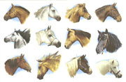 Horses Bits - 12 PC Set