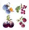 Deep Colored Fruit Bits - Berries, Plums