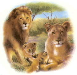 Animals of the Wild - Lion