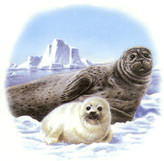 Animals of the Wild - Seal