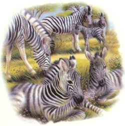 Animals of the Wild - Zebra
