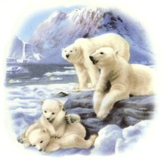 Animals of the Wild - Polar Bear
