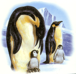 Animals of the Wild - Penguin