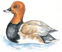 Pochard Duck