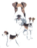 Dogs - Wire Haired Fox Terriers