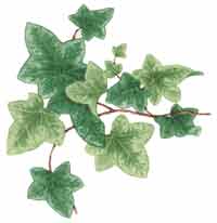 Ivy - Can be used on dark colors