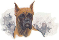 Boxer with Cropped Ears