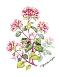 Spice Blooms - Oregano