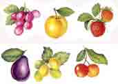 Fruit, Cherries, Apples, Plums, Grapes, Strawberries Bits