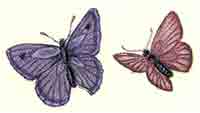 Purple and Pink Butterfly Butterflies Bits (2 piece set)