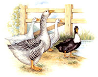 Farm Animals - Duck and Geese