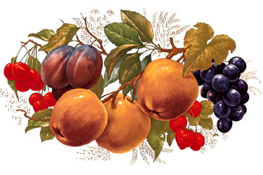 Fruit - Bright Colors Mural