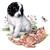 Dog-Cat - Playful Puppy and Kitten
