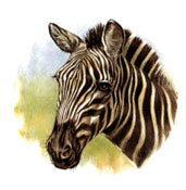 Zebra bit