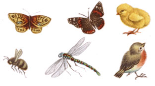 Dragonfly, Butterfly, Butterflies, Bird, Bee, Chick