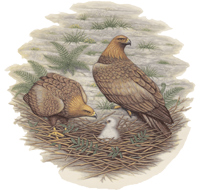 Birds of Prey,  Golden Eagle